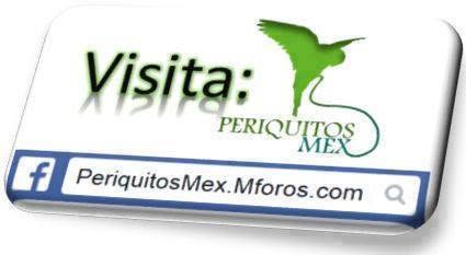 Foro PeriquitosMex en miarroba